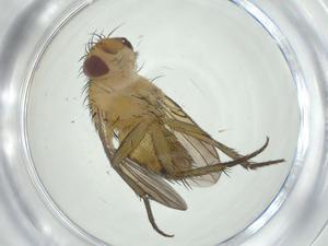  (Ceromya Janzen6615 - CBG-A32125-H11)  @11 [ ] CreativeCommons - Attribution Share - Alike (2024) Centre for Biodiversity Genomics Centre for Biodiversity Genomics