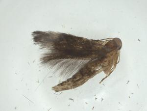  ( - CBG-A32598-F05)  @11 [ ] CreativeCommons - Attribution Share - Alike (2024) Centre for Biodiversity Genomics Centre for Biodiversity Genomics