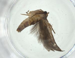  (gelMalaise01 Malaise3770 - CBG-A32604-H09)  @11 [ ] CreativeCommons - Attribution Share - Alike (2024) Centre for Biodiversity Genomics Centre for Biodiversity Genomics