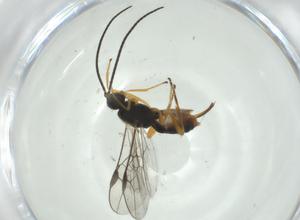  (Neognamptodon Malaise1666 - CBG-A32622-E05)  @11 [ ] CreativeCommons - Attribution Share - Alike (2024) Centre for Biodiversity Genomics Centre for Biodiversity Genomics