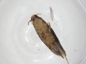  ( - CBG-A32624-A03)  @11 [ ] CreativeCommons - Attribution Share - Alike (2024) Centre for Biodiversity Genomics Centre for Biodiversity Genomics