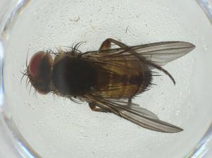  (Ceromya Malaise4235 - CBG-A32651-G02)  @11 [ ] CreativeCommons - Attribution Share - Alike (2024) Centre for Biodiversity Genomics Centre for Biodiversity Genomics
