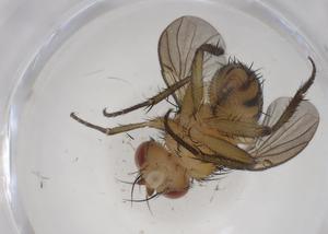  (Ceromya Janzen38 - CBG-A32652-B04)  @11 [ ] CreativeCommons - Attribution Share - Alike (2024) Centre for Biodiversity Genomics Centre for Biodiversity Genomics