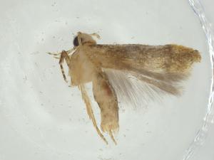  (gelMalaise01 Malaise7138 - CBG-A32670-D09)  @11 [ ] CreativeCommons - Attribution Share - Alike (2024) Centre for Biodiversity Genomics Centre for Biodiversity Genomics