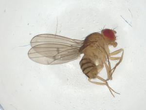  ( - CBG-A32699-F06)  @11 [ ] CreativeCommons - Attribution Share - Alike (2024) Centre for Biodiversity Genomics Centre for Biodiversity Genomics