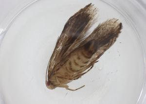  ( - CBG-A32726-A01)  @11 [ ] CreativeCommons - Attribution Share - Alike (2024) Centre for Biodiversity Genomics Centre for Biodiversity Genomics