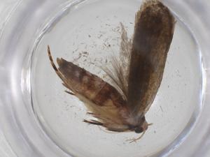  ( - CBG-A33109-D07)  @11 [ ] CreativeCommons - Attribution Share - Alike (2024) Centre for Biodiversity Genomics Centre for Biodiversity Genomics