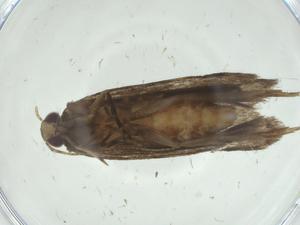  ( - CBG-A33125-B12)  @11 [ ] CreativeCommons - Attribution Share - Alike (2024) Centre for Biodiversity Genomics Centre for Biodiversity Genomics