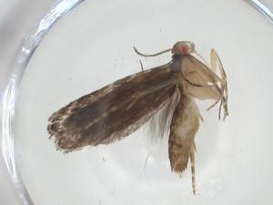  ( - CBG-A33397-E06)  @11 [ ] CreativeCommons - Attribution Share - Alike (2024) Centre for Biodiversity Genomics Centre for Biodiversity Genomics