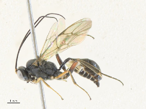  ( - CBG-A34309-C03)  @11 [ ] CreativeCommons - Attribution Share - Alike (2024) CBG Photography Group Centre for Biodiversity Genomics