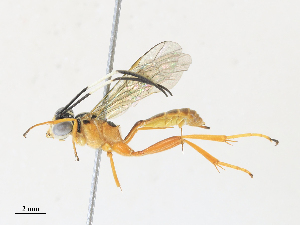  ( - CBG-A30996-B08)  @11 [ ] CreativeCommons - Attribution Share - Alike (2024) CBG Photography Group Centre for Biodiversity Genomics