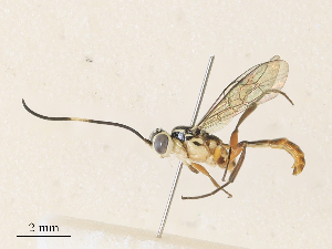  ( - CBG-A30996-H06)  @11 [ ] CreativeCommons - Attribution Share - Alike (2024) CBG Photography Group Centre for Biodiversity Genomics