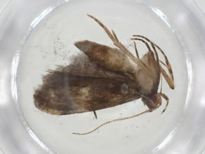  ( - CBG-A31473-C04)  @11 [ ] CreativeCommons - Attribution Share - Alike (2024) Centre for Biodiversity Genomics Centre for Biodiversity Genomics