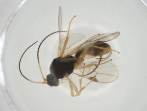  (Blacus Malaise7746 - CBG-A31578-E09)  @11 [ ] CreativeCommons - Attribution Share - Alike (2024) Centre for Biodiversity Genomics Centre for Biodiversity Genomics