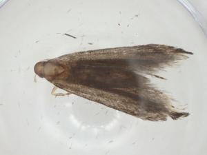  (gelMalaise01 Malaise8390 - CBG-A31585-D02)  @11 [ ] CreativeCommons - Attribution Share - Alike (2024) Centre for Biodiversity Genomics Centre for Biodiversity Genomics