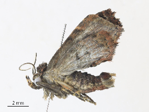  ( - CBG-A31773-G10)  @11 [ ] CreativeCommons - Attribution Share - Alike (2024) CBG Photography Group Centre for Biodiversity Genomics