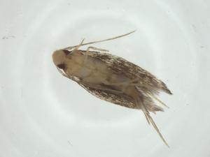  ( - CBG-A32761-D09)  @11 [ ] CreativeCommons - Attribution Share - Alike (2024) Centre for Biodiversity Genomics Centre for Biodiversity Genomics