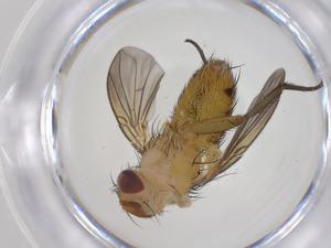  (Ceromya Janzen9211 - CBG-A32762-G04)  @11 [ ] CreativeCommons - Attribution Share - Alike (2024) Centre for Biodiversity Genomics Centre for Biodiversity Genomics