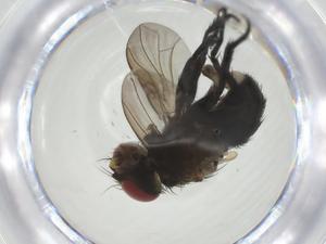  (Borgmeiermyia Janzen4288 - CBG-A32763-F02)  @11 [ ] CreativeCommons - Attribution Share - Alike (2024) Centre for Biodiversity Genomics Centre for Biodiversity Genomics