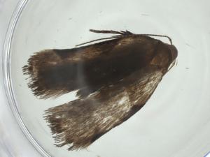  ( - CBG-A33188-H02)  @11 [ ] CreativeCommons - Attribution Share - Alike (2024) Centre for Biodiversity Genomics Centre for Biodiversity Genomics