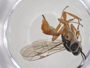  ( - CBG-A33189-D11)  @11 [ ] CreativeCommons - Attribution Share - Alike (2024) Centre for Biodiversity Genomics Centre for Biodiversity Genomics