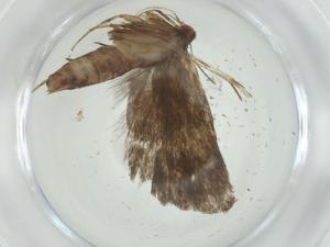  ( - CBG-A33196-B04)  @11 [ ] CreativeCommons - Attribution Share - Alike (2024) Centre for Biodiversity Genomics Centre for Biodiversity Genomics