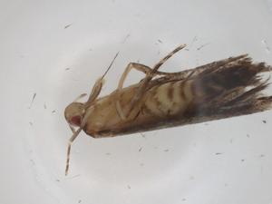  ( - CBG-A33205-B05)  @11 [ ] CreativeCommons - Attribution Share - Alike (2024) Centre for Biodiversity Genomics Centre for Biodiversity Genomics