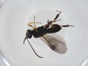  ( - CBG-A33220-G08)  @11 [ ] CreativeCommons - Attribution Share - Alike (2024) Centre for Biodiversity Genomics Centre for Biodiversity Genomics