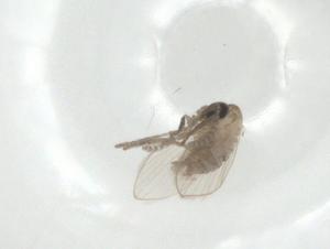  ( - CBG-A33232-G11)  @11 [ ] CreativeCommons - Attribution Share - Alike (2024) Centre for Biodiversity Genomics Centre for Biodiversity Genomics