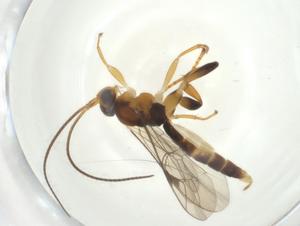  ( - CBG-A33234-A08)  @11 [ ] CreativeCommons - Attribution Share - Alike (2024) Centre for Biodiversity Genomics Centre for Biodiversity Genomics