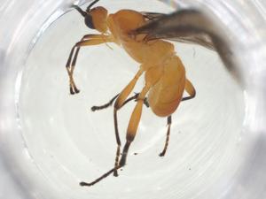  ( - CBG-A33239-G12)  @11 [ ] CreativeCommons - Attribution Share - Alike (2024) Centre for Biodiversity Genomics Centre for Biodiversity Genomics