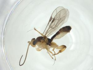  ( - CBG-A33257-H11)  @11 [ ] CreativeCommons - Attribution Share - Alike (2024) Centre for Biodiversity Genomics Centre for Biodiversity Genomics