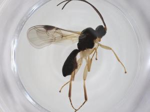  ( - CBG-A33258-A04)  @11 [ ] CreativeCommons - Attribution Share - Alike (2024) Centre for Biodiversity Genomics Centre for Biodiversity Genomics