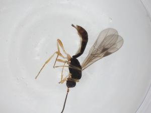  ( - CBG-A33258-A11)  @11 [ ] CreativeCommons - Attribution Share - Alike (2024) Centre for Biodiversity Genomics Centre for Biodiversity Genomics