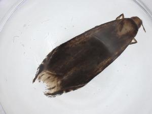  ( - CBG-A33315-E01)  @11 [ ] CreativeCommons - Attribution Share - Alike (2024) Centre for Biodiversity Genomics Centre for Biodiversity Genomics