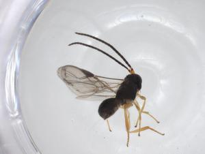 ( - CBG-A33338-D12)  @11 [ ] CreativeCommons - Attribution Share - Alike (2024) Centre for Biodiversity Genomics Centre for Biodiversity Genomics