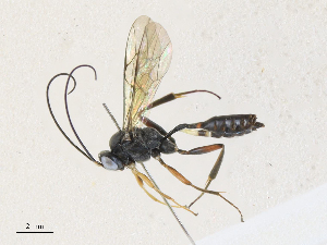  ( - CBG-A33504-C03)  @11 [ ] CreativeCommons - Attribution Share - Alike (2024) CBG Photography Group Centre for Biodiversity Genomics