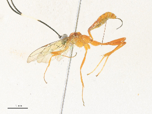  ( - CBG-A33505-D05)  @11 [ ] CreativeCommons - Attribution Share - Alike (2024) CBG Photography Group Centre for Biodiversity Genomics