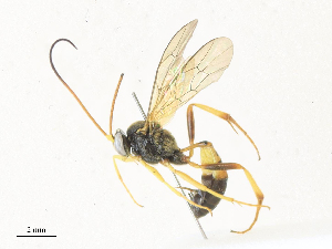  (Microcharops MIC-5 - CBG-A33505-G09)  @11 [ ] CreativeCommons - Attribution Share - Alike (2024) CBG Photography Group Centre for Biodiversity Genomics