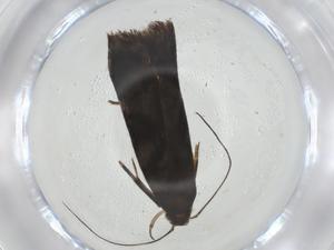  (gelMalaise01 Malaise7229 - CBG-A33858-C03)  @11 [ ] CreativeCommons - Attribution Share - Alike (2024) Centre for Biodiversity Genomics Centre for Biodiversity Genomics