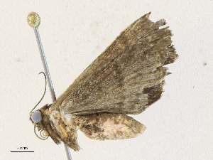  ( - CBG-A34286-C02)  @11 [ ] CreativeCommons - Attribution Share - Alike (2024) CBG Photography Group Centre for Biodiversity Genomics