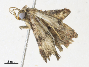  ( - CBG-A34287-F10)  @11 [ ] CreativeCommons - Attribution Share - Alike (2024) CBG Photography Group Centre for Biodiversity Genomics