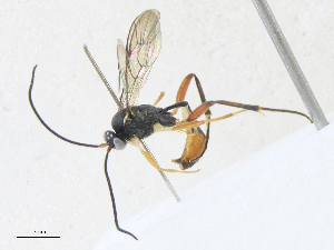  ( - CBG-A34289-C07)  @11 [ ] CreativeCommons - Attribution Share - Alike (2024) CBG Photography Group Centre for Biodiversity Genomics