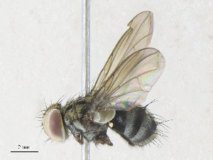  ( - CBG-A34289-E06)  @11 [ ] CreativeCommons - Attribution Share - Alike (2024) CBG Photography Group Centre for Biodiversity Genomics