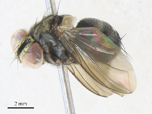  ( - CBG-A34289-E10)  @11 [ ] CreativeCommons - Attribution Share - Alike (2024) CBG Photography Group Centre for Biodiversity Genomics