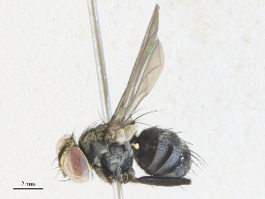  ( - CBG-A34289-F01)  @11 [ ] CreativeCommons - Attribution Share - Alike (2024) CBG Photography Group Centre for Biodiversity Genomics