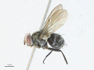 ( - CBG-A34289-G01)  @11 [ ] CreativeCommons - Attribution Share - Alike (2024) CBG Photography Group Centre for Biodiversity Genomics