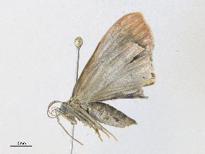  ( - CBG-A34289-G04)  @11 [ ] CreativeCommons - Attribution Share - Alike (2024) CBG Photography Group Centre for Biodiversity Genomics