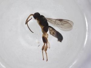  ( - CBG-A33153-C10)  @11 [ ] CreativeCommons - Attribution Share - Alike (2024) Centre for Biodiversity Genomics Centre for Biodiversity Genomics