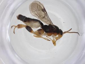  ( - CBG-A33404-A08)  @11 [ ] CreativeCommons - Attribution Share - Alike (2024) Centre for Biodiversity Genomics Centre for Biodiversity Genomics